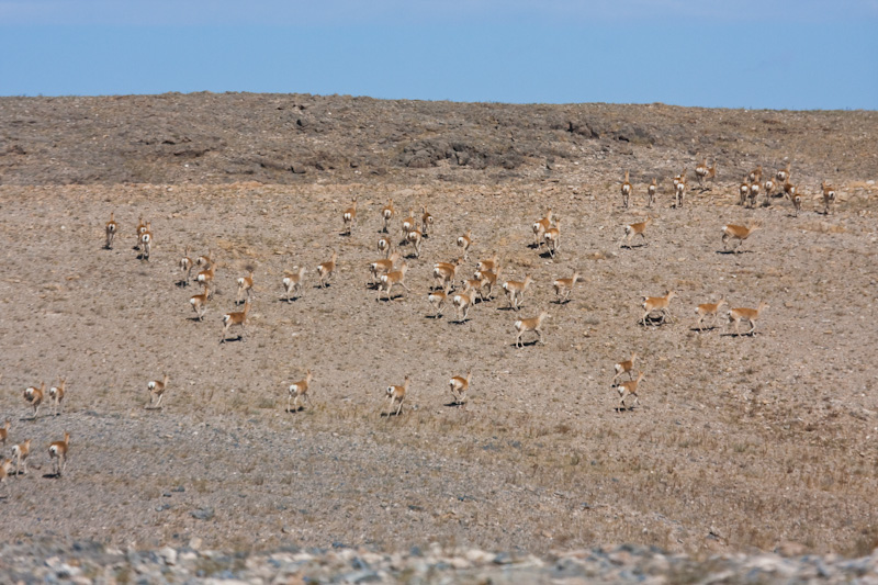 Mongolian Gazelle